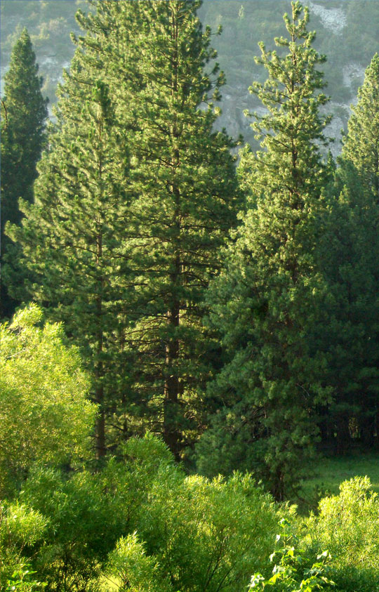 Well-maintained trees and hedges